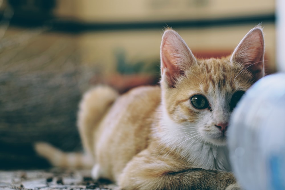 orange and white tabby cat