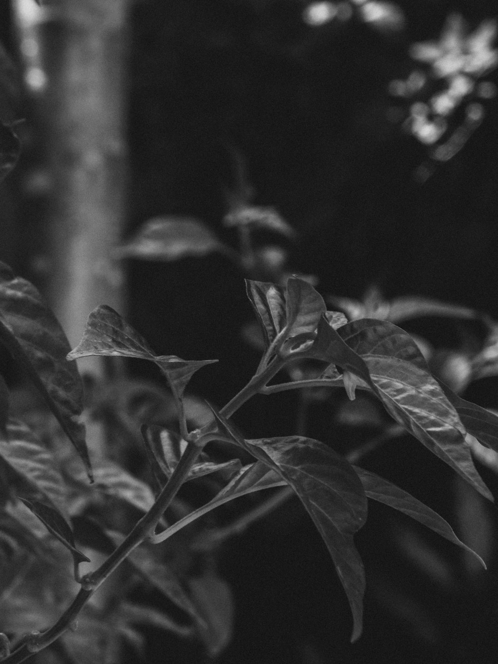 green leaves in grayscale photography