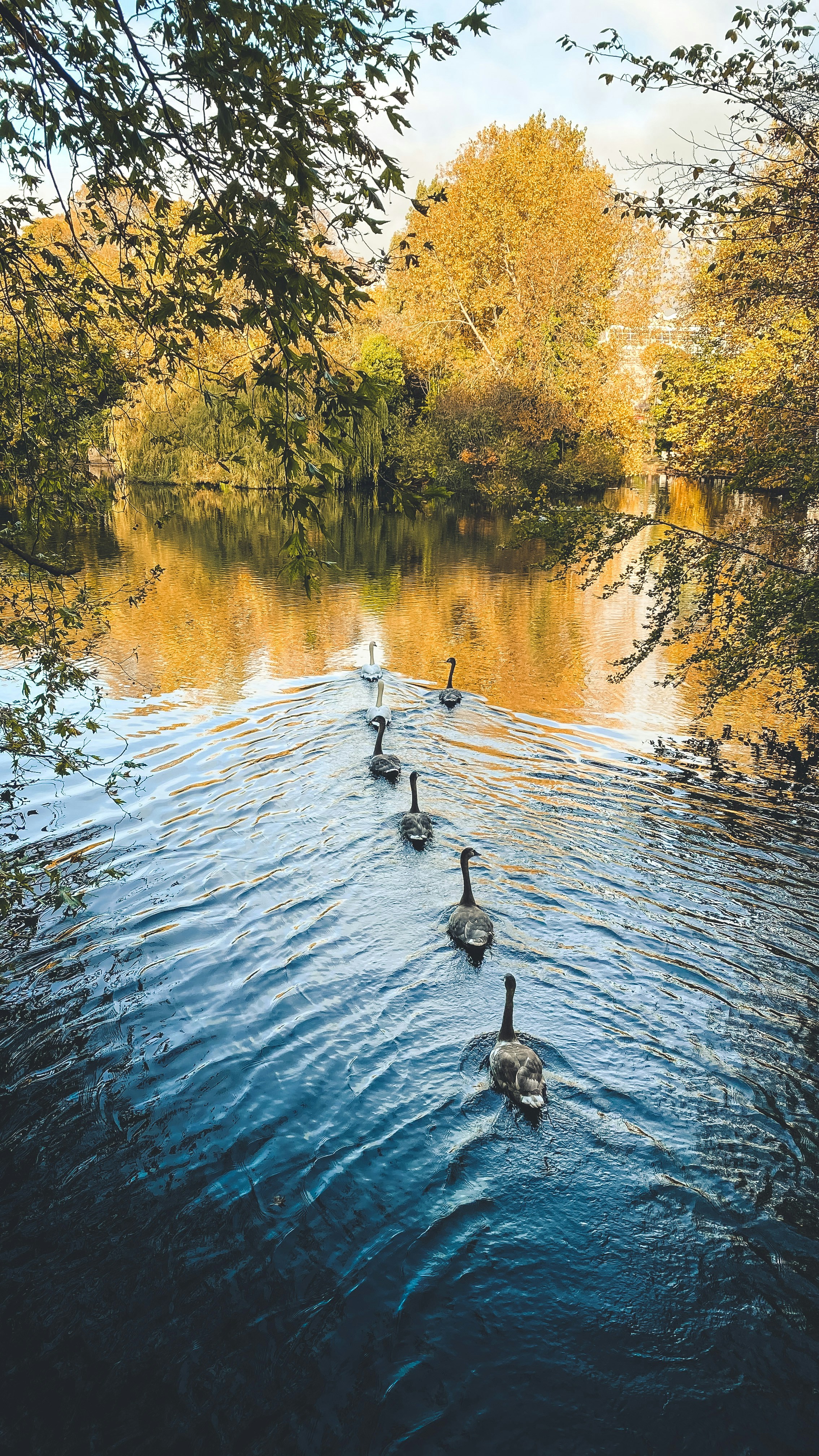 body of water near green trees during daytime
