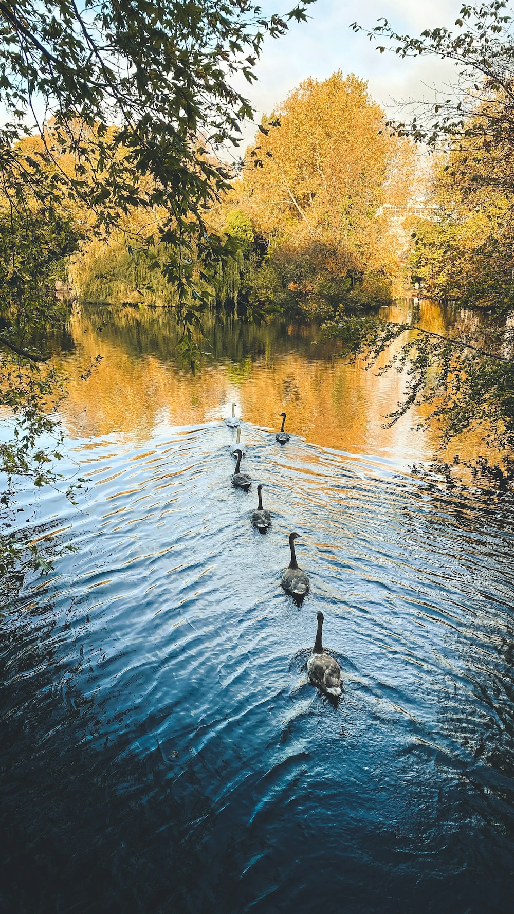 body of water near green trees during daytime