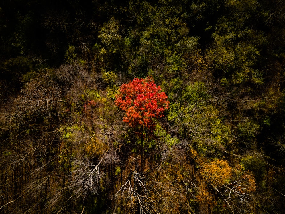 red and green trees during daytime