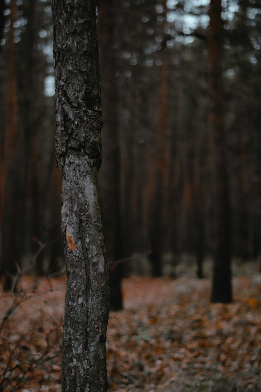 brown tree trunk on brown dried leaves