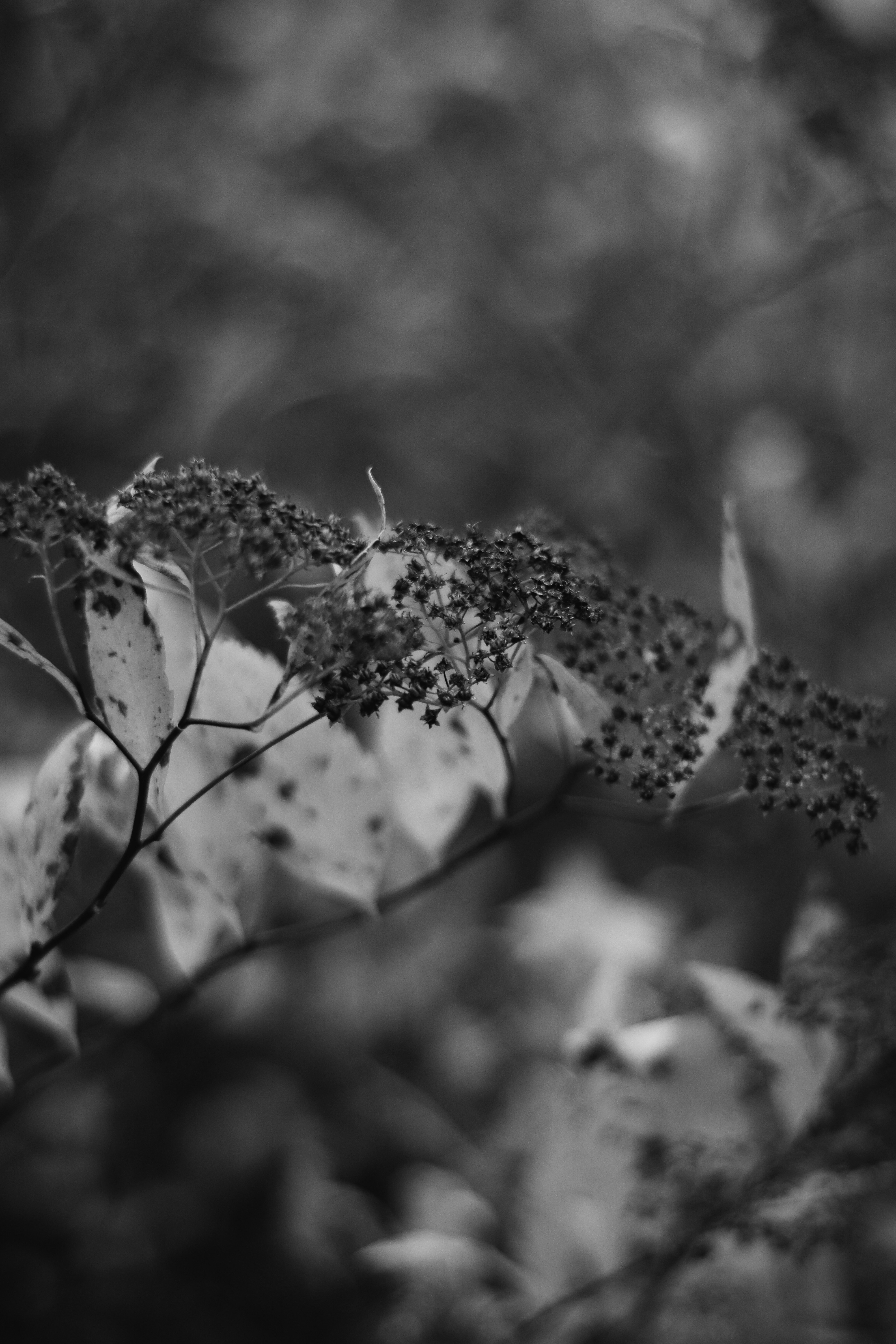 grayscale photo of flower bud