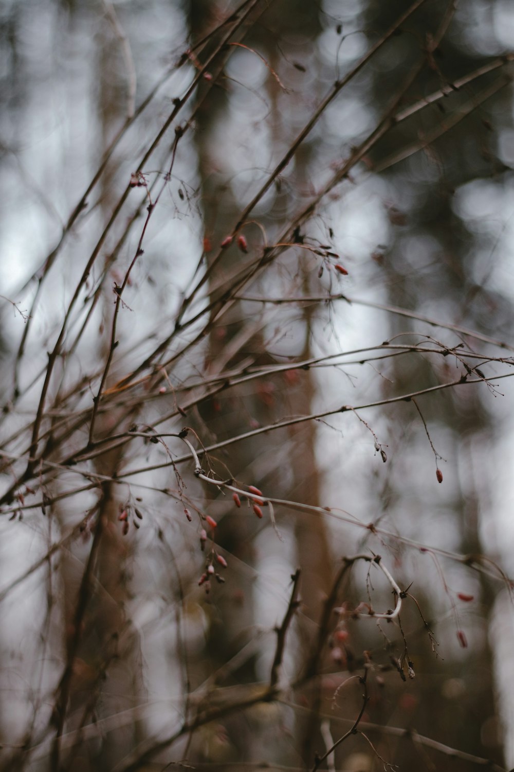 brown tree branch with white snow