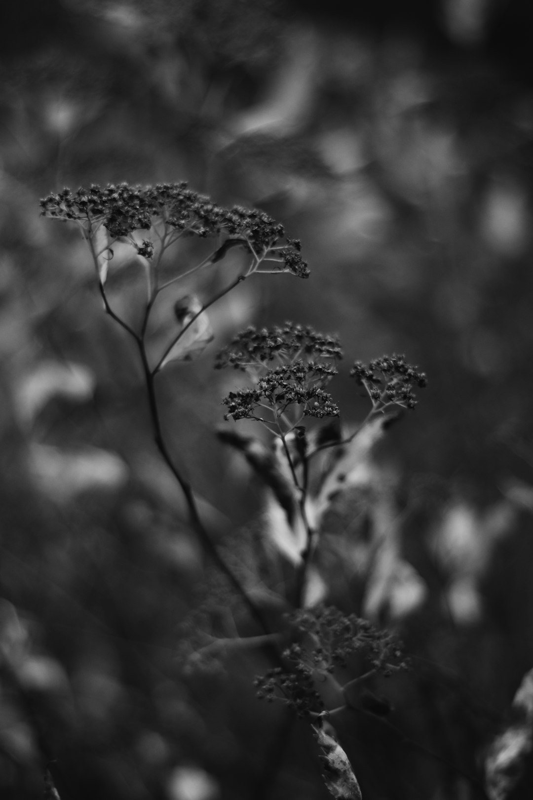 grayscale photo of flower in bloom