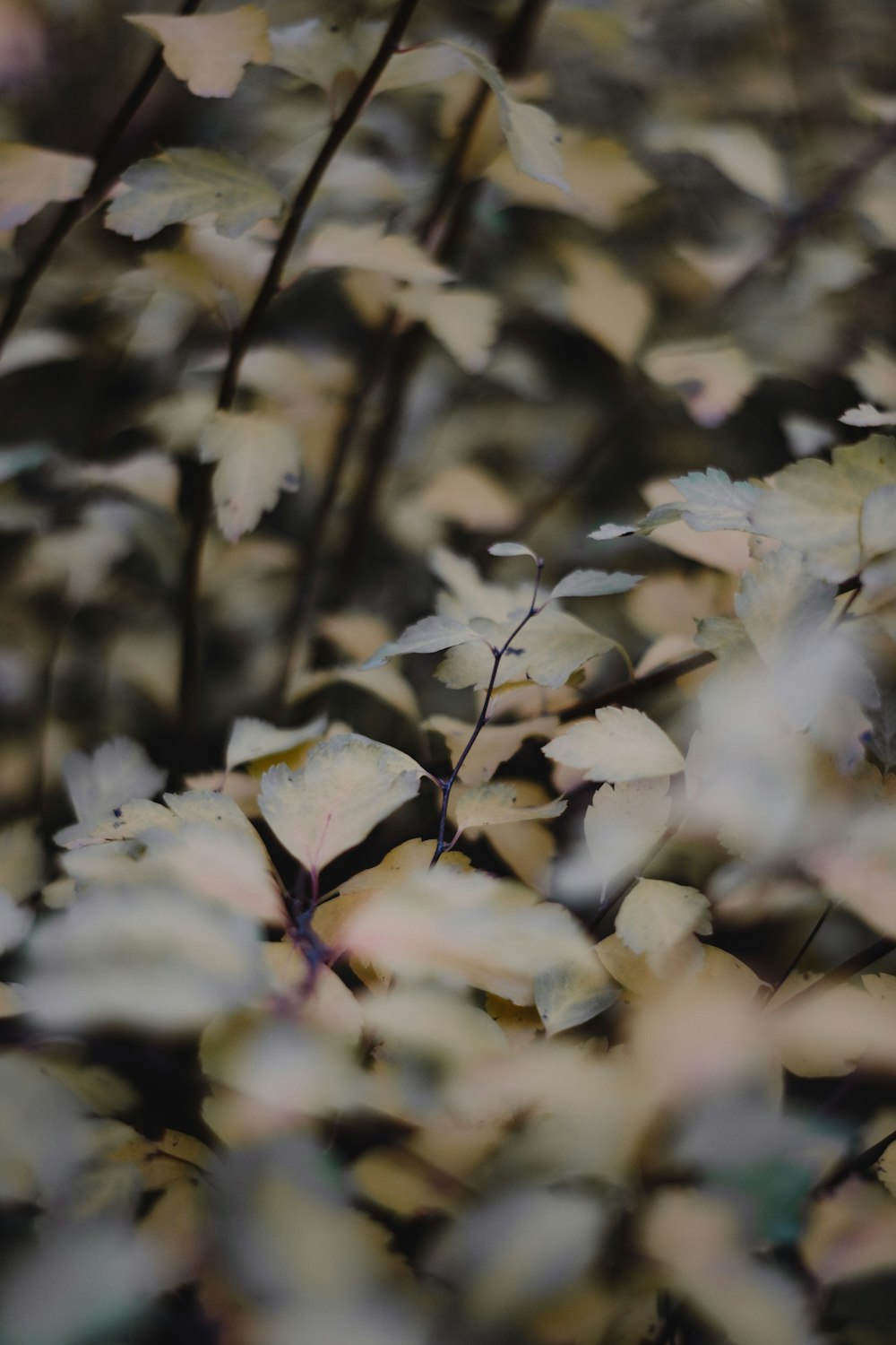 white flowers in tilt shift lens