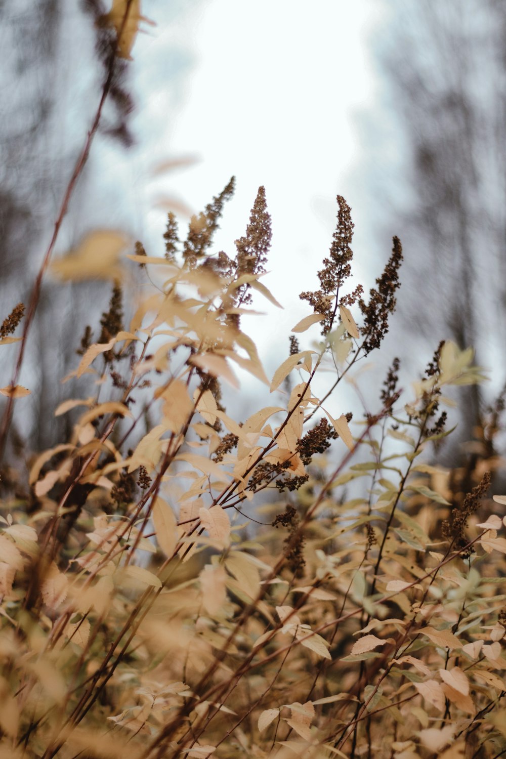 brown grass in tilt shift lens