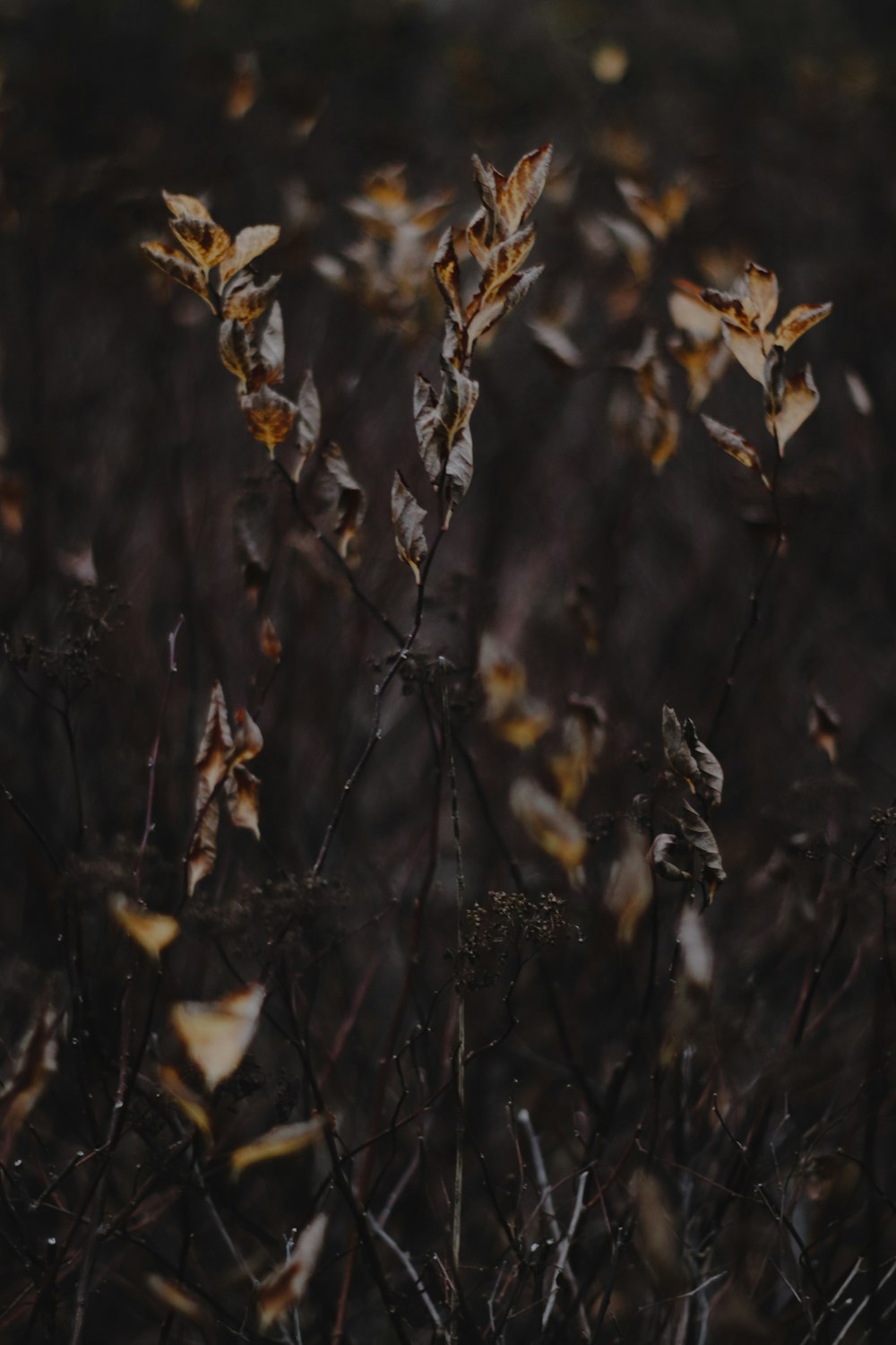 brown leaves in tilt shift lens