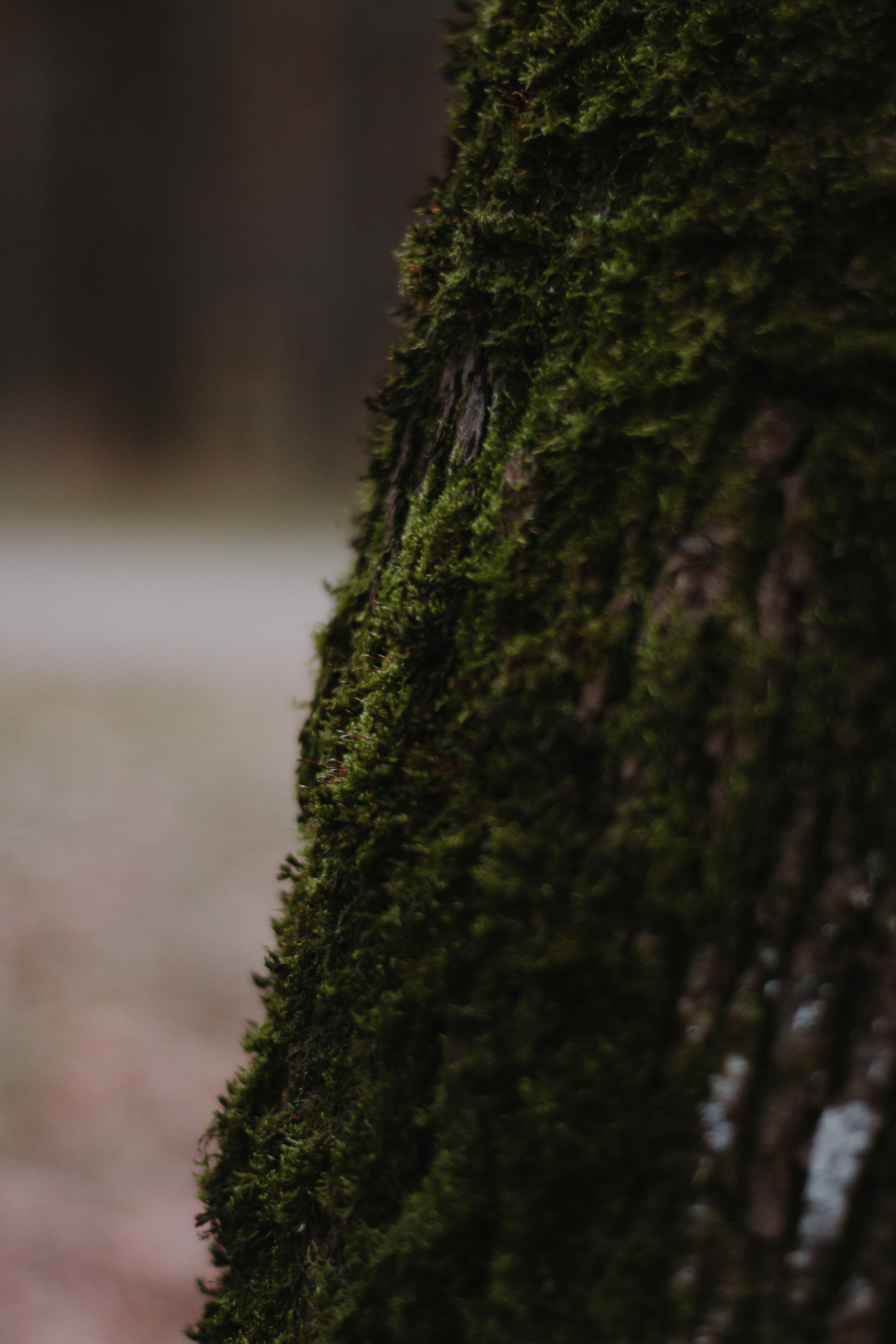 green moss on brown tree trunk