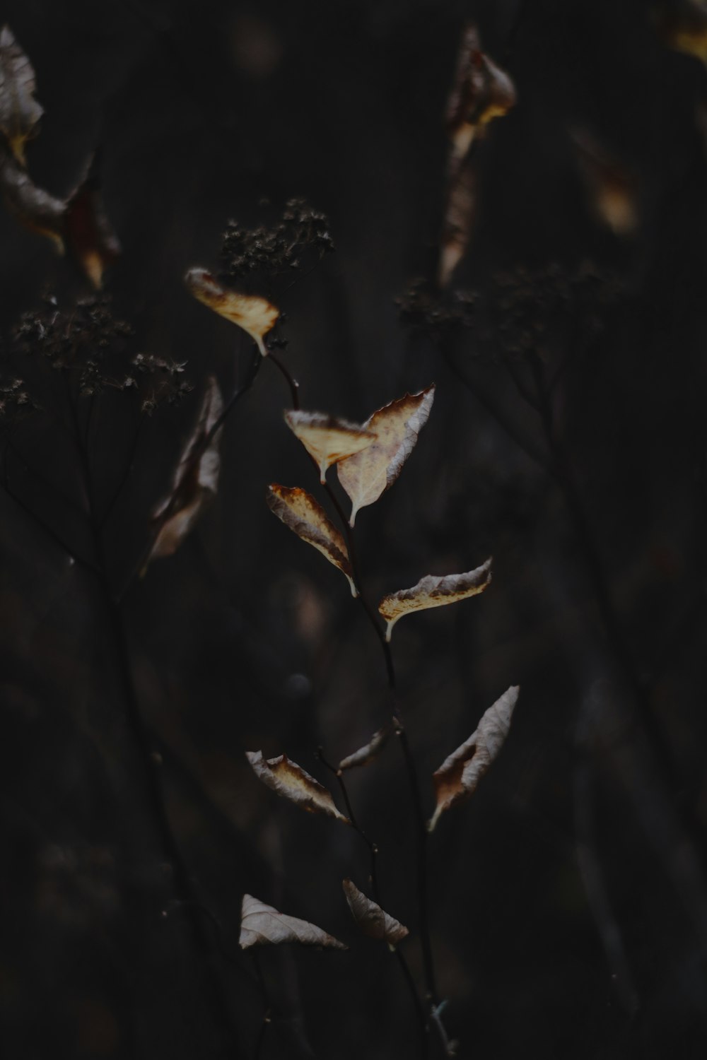 brown leaves in black background