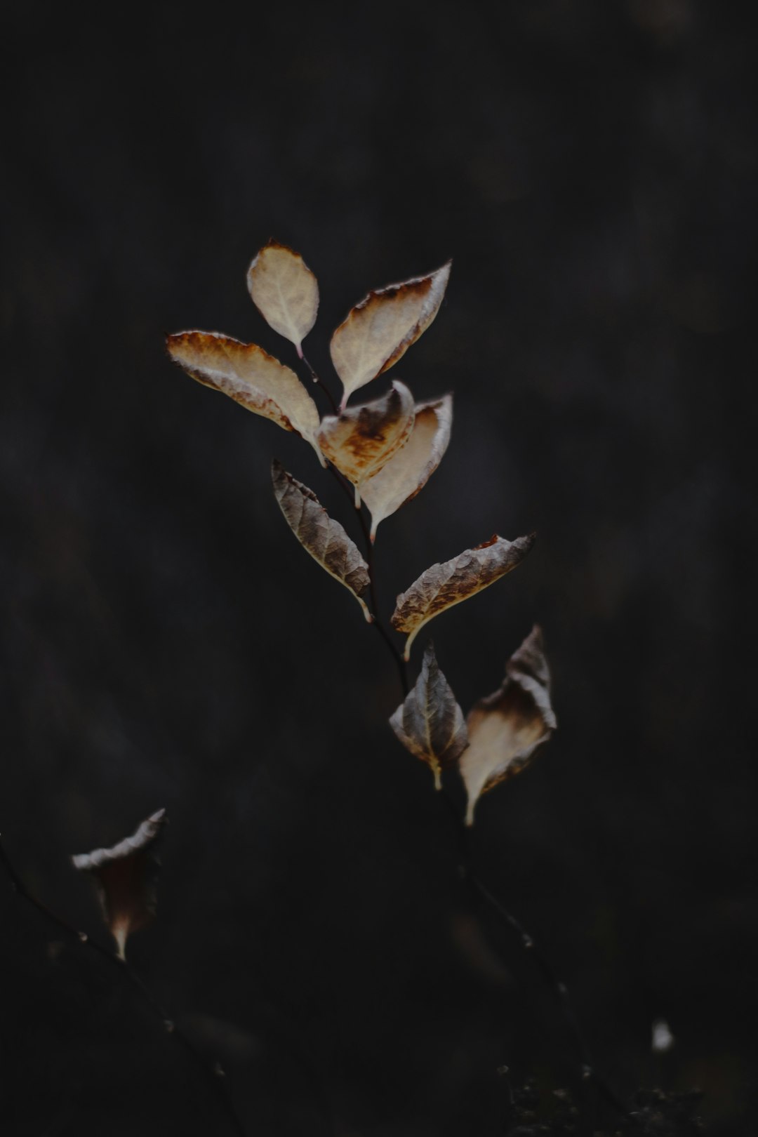 brown leaves in black background