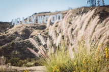 A hillside landscape with large white letters forming the word 'HOLLYWOOD' in the background. In the foreground, tall grasses and yellow wildflowers are seen, suggesting a natural setting. The sky is clear with ample sunlight illuminating the scene.