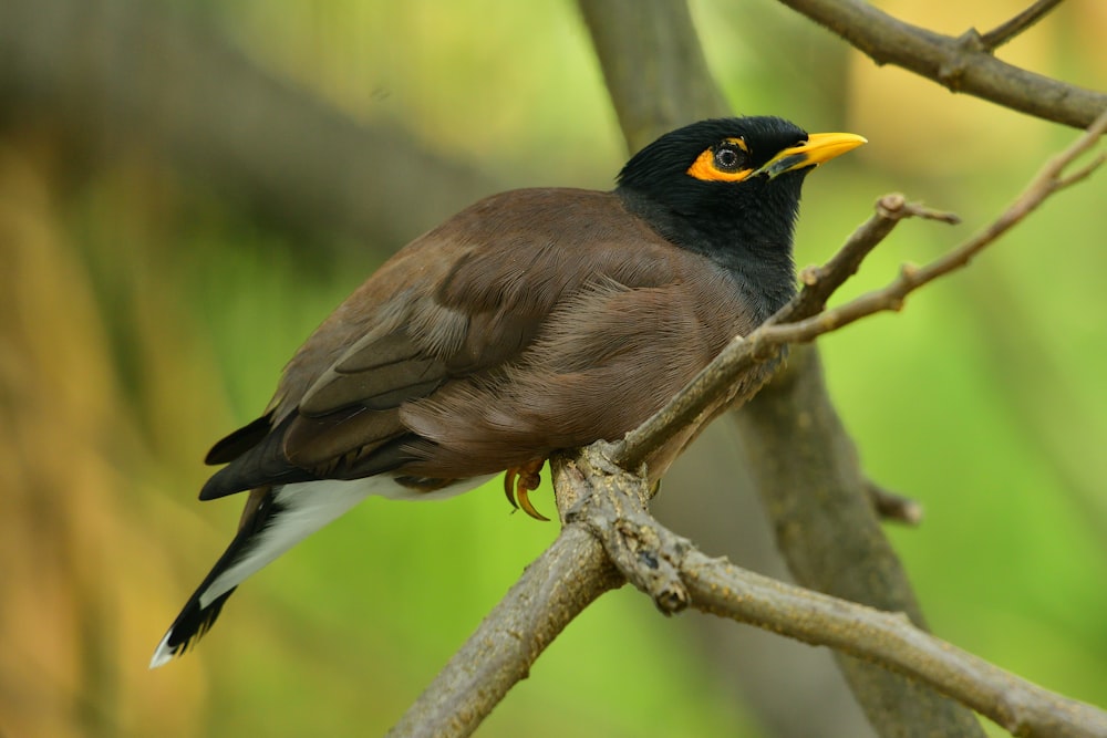 brown and black bird on tree branch