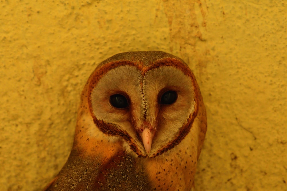 brown owl with eyes closed