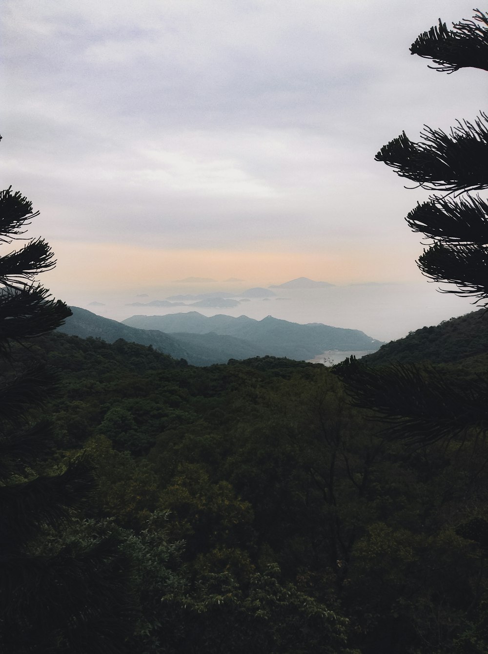 arbres verts sur la montagne pendant la journée