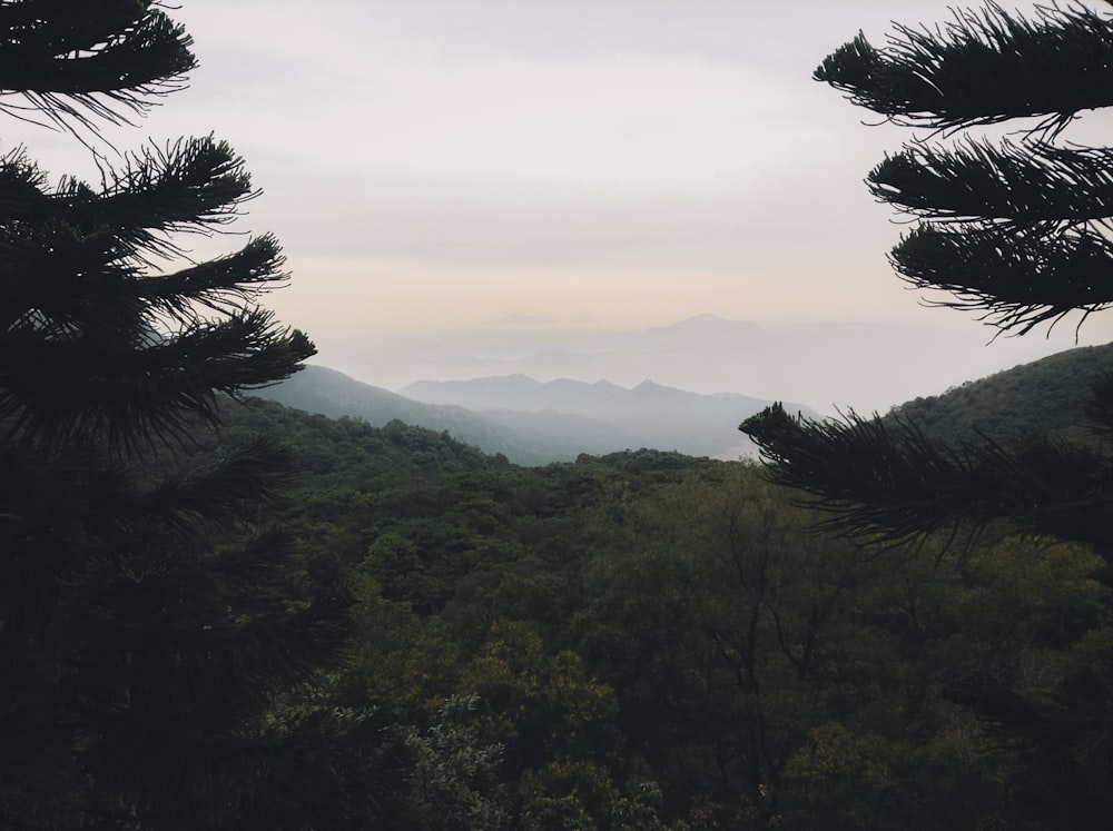 arbres verts sur la montagne pendant la journée