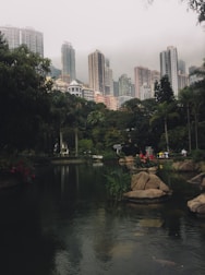 green trees near body of water during daytime