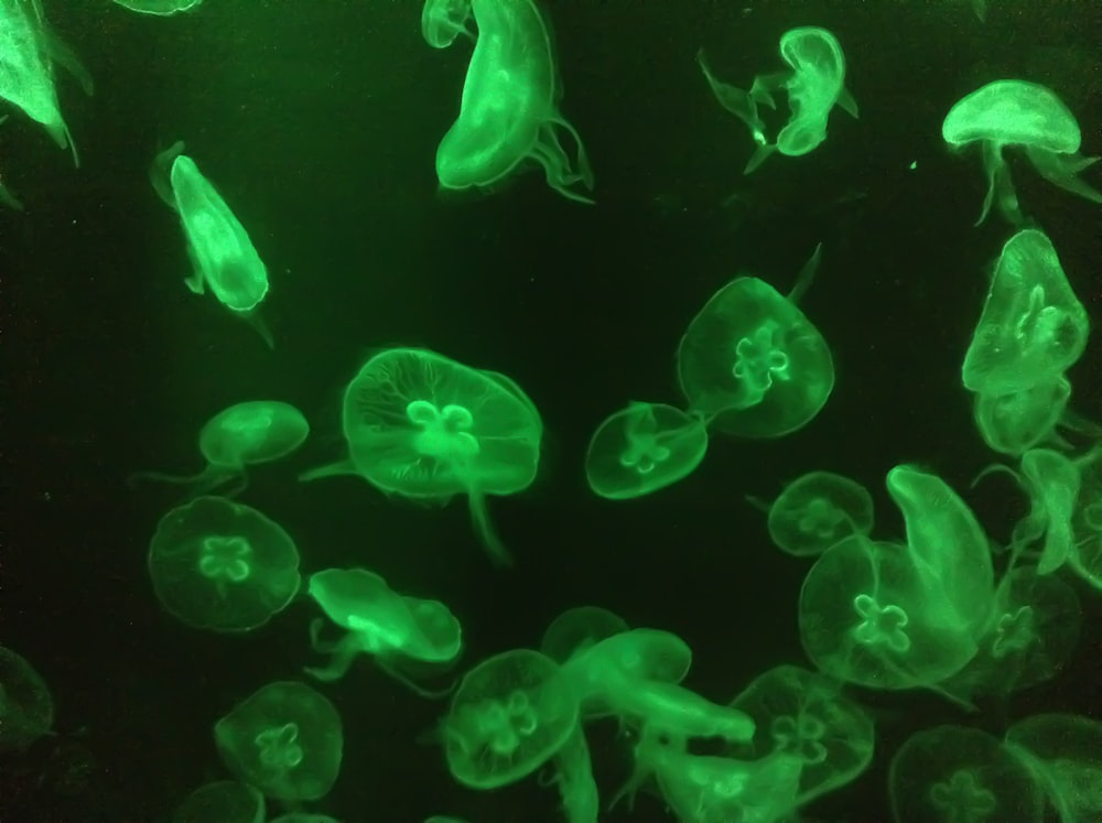 blue jellyfish in water during daytime