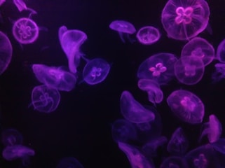 A collection of translucent jellyfish glow with vibrant purple and pink colors against a dark background. Their intricate, delicate structures are illuminated, creating an ethereal, underwater atmosphere.