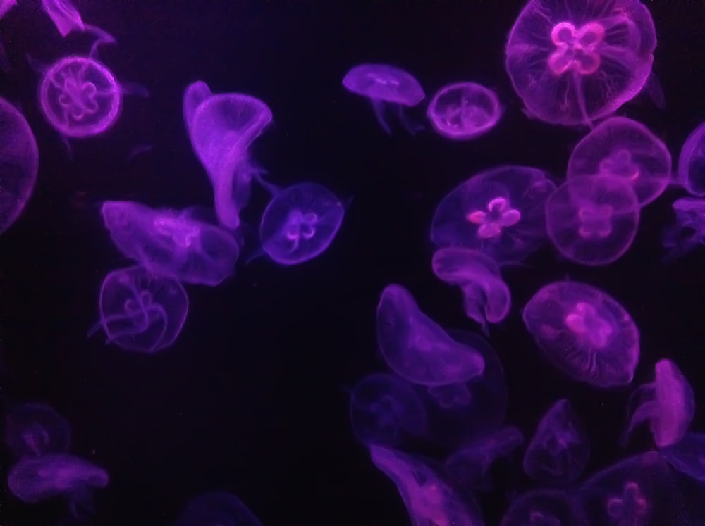 medusas moradas y blancas