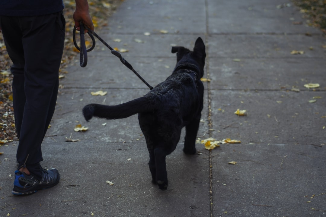black short coated medium sized dog walking on gray concrete floor during daytime