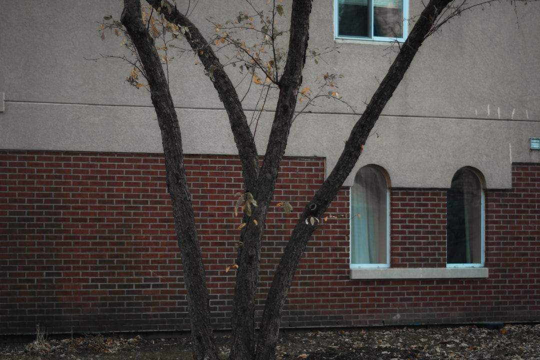 brown tree near brown brick wall