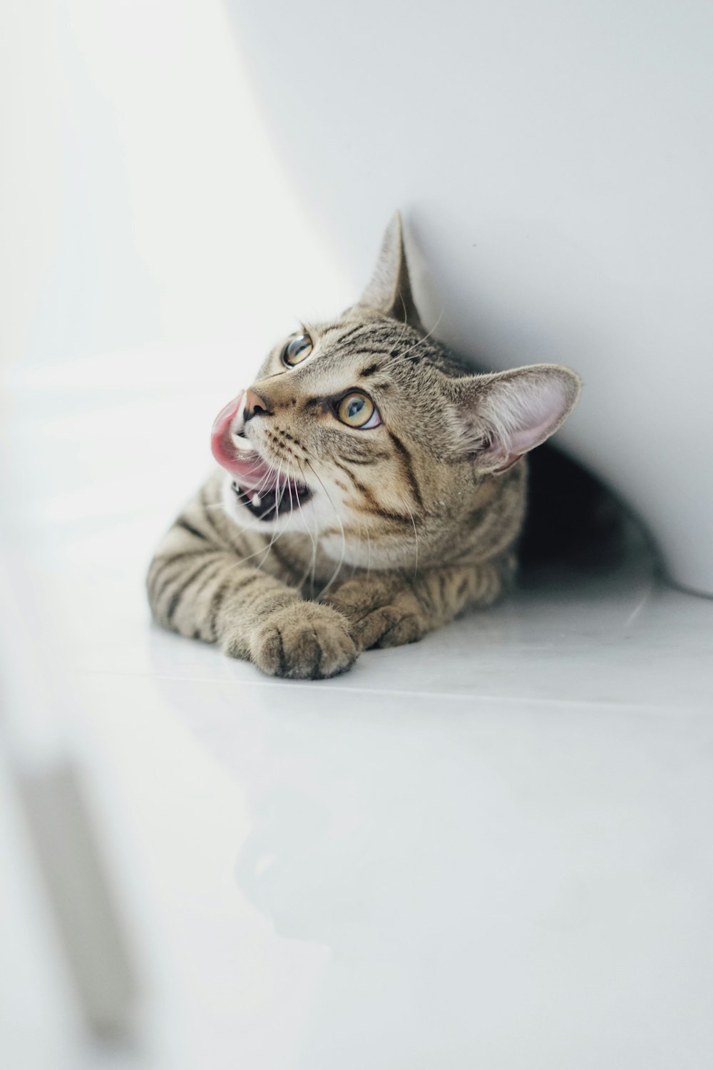 brown tabby cat on white table