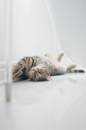 brown tabby cat lying on white floor