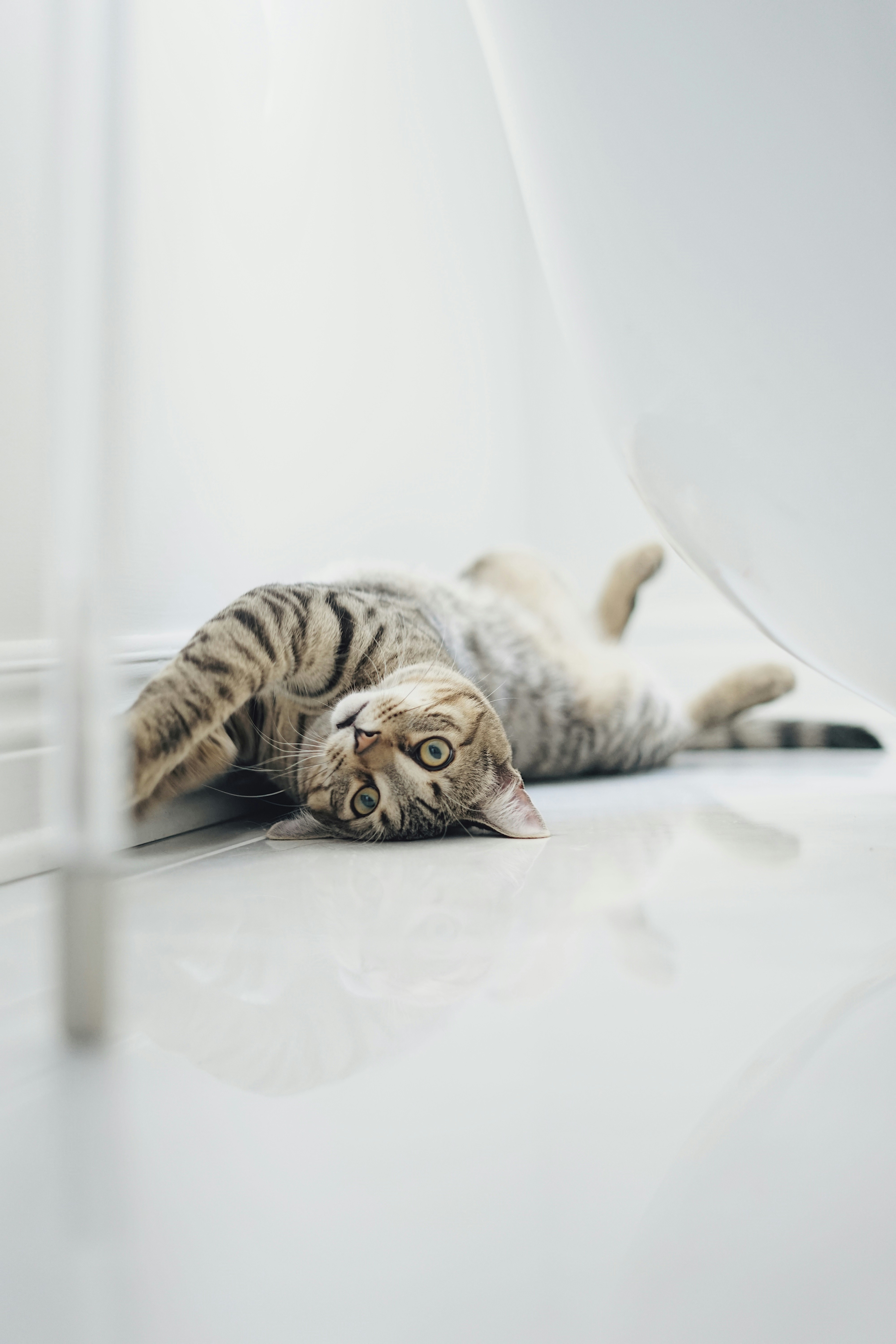 brown-tabby-cat-lying-on-white-floor
