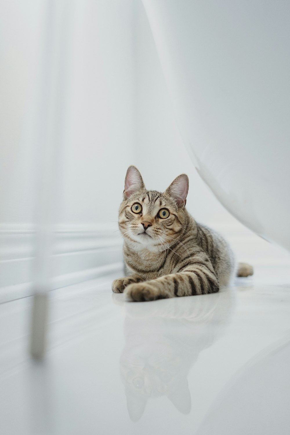 chat tigré brun sur textile blanc