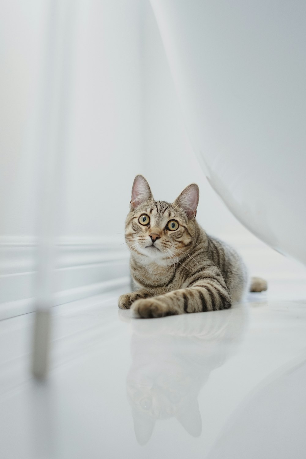 brown tabby cat on white textile