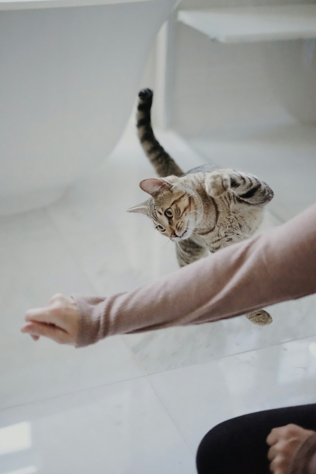 person holding brown tabby cat