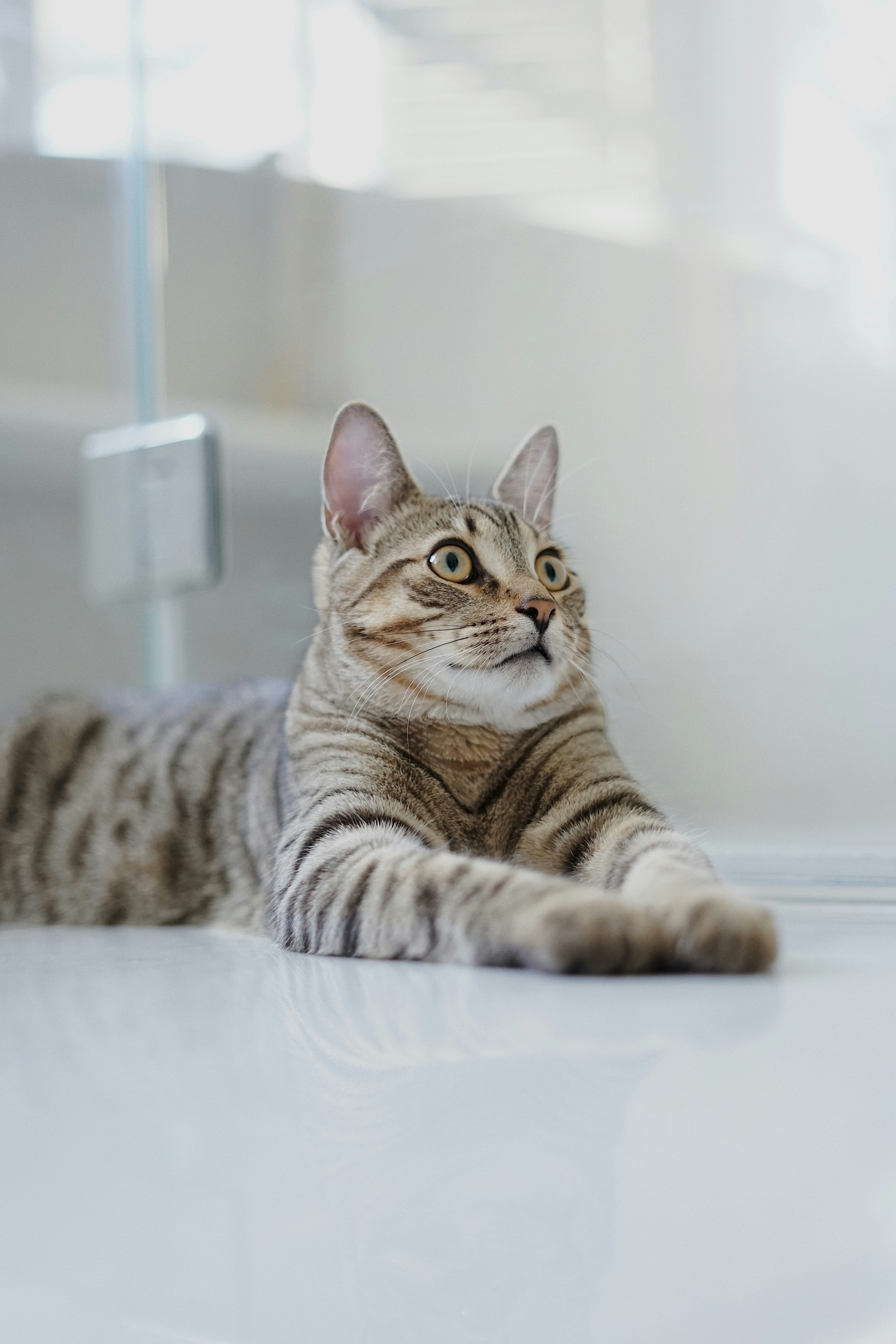 brown tabby cat on white textile