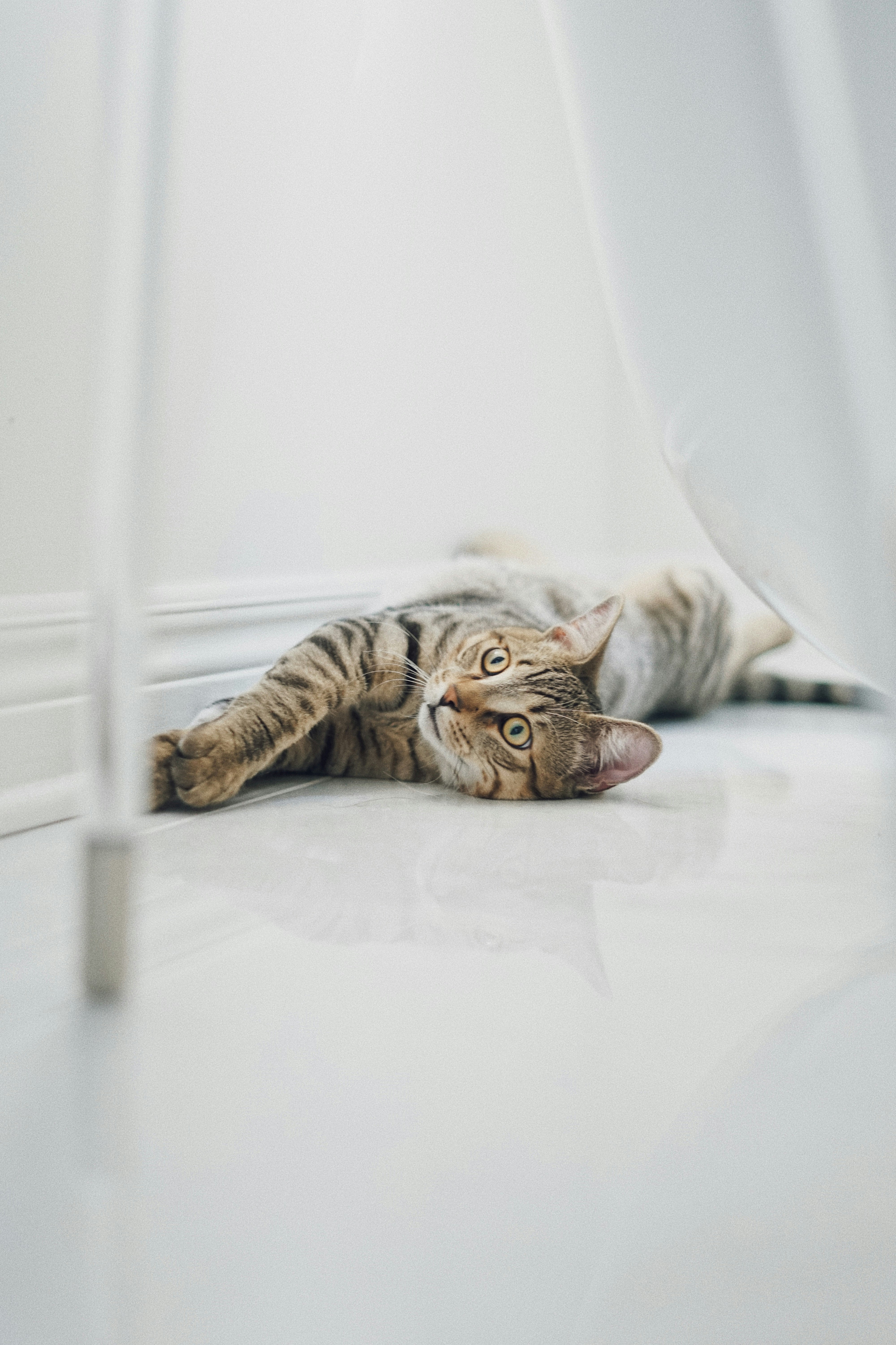 brown tabby cat lying on white textile