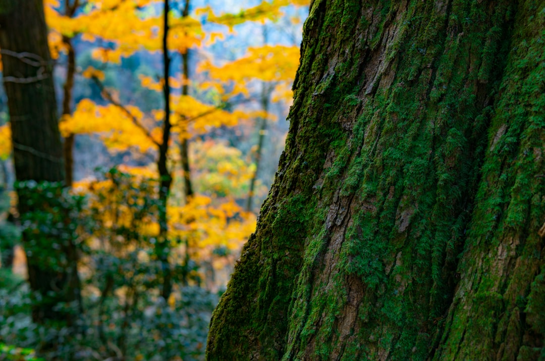 yellow and green tree trunk