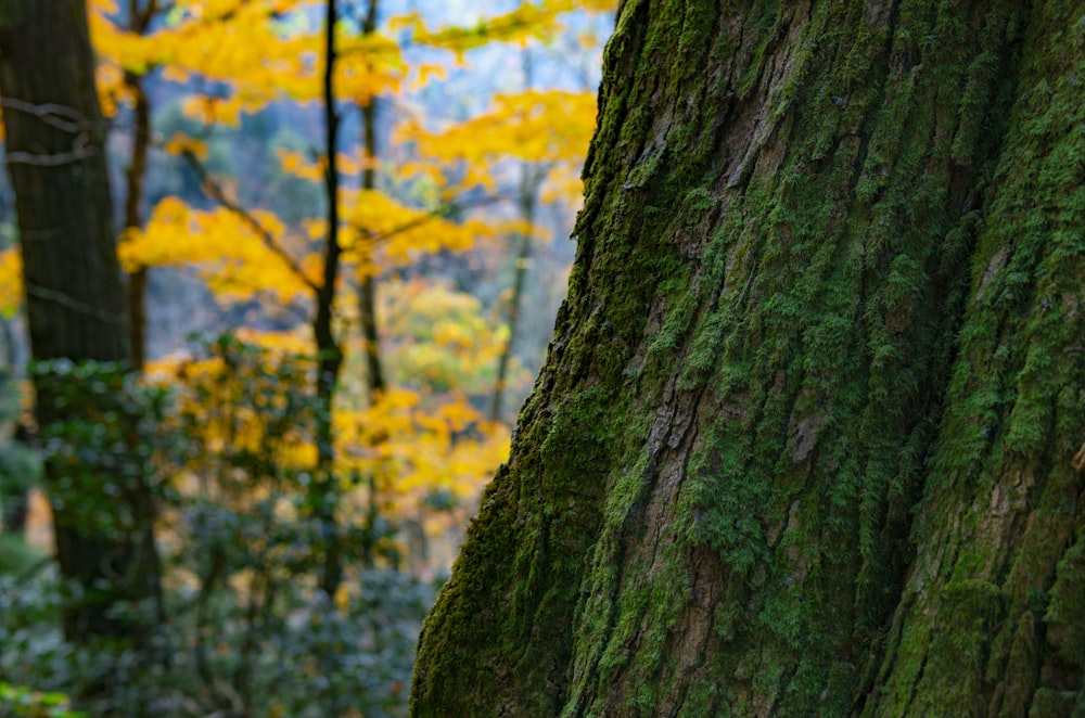 yellow and green tree trunk