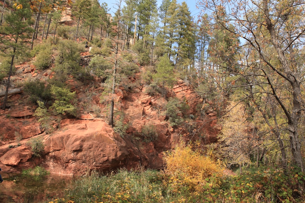 green trees on brown mountain during daytime