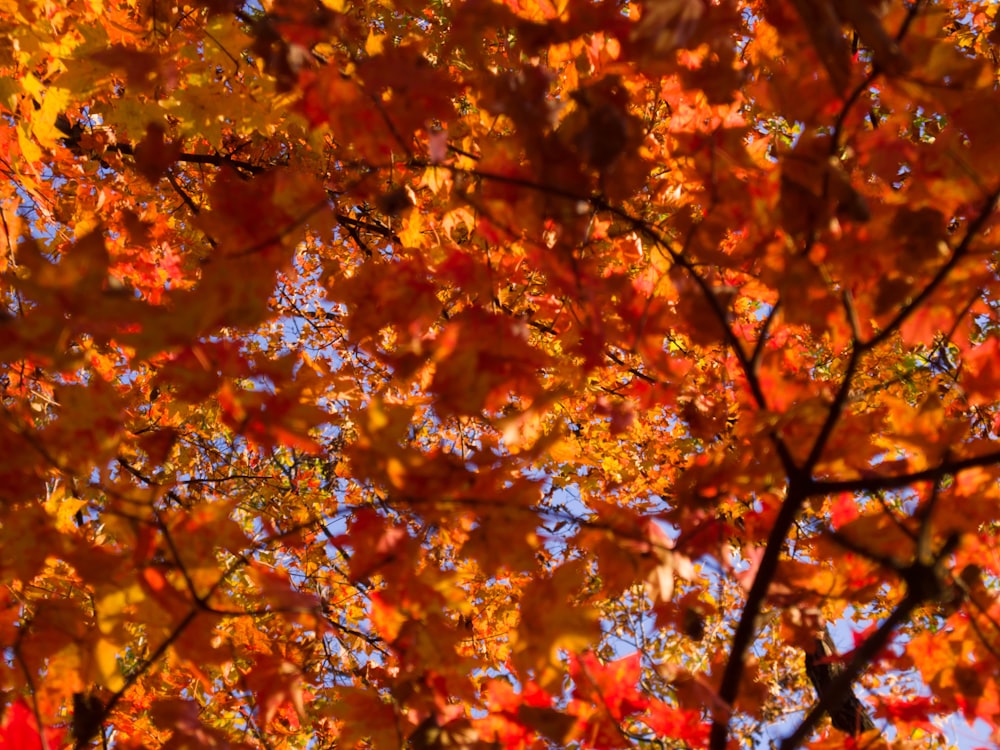 brown leaves on tree branch