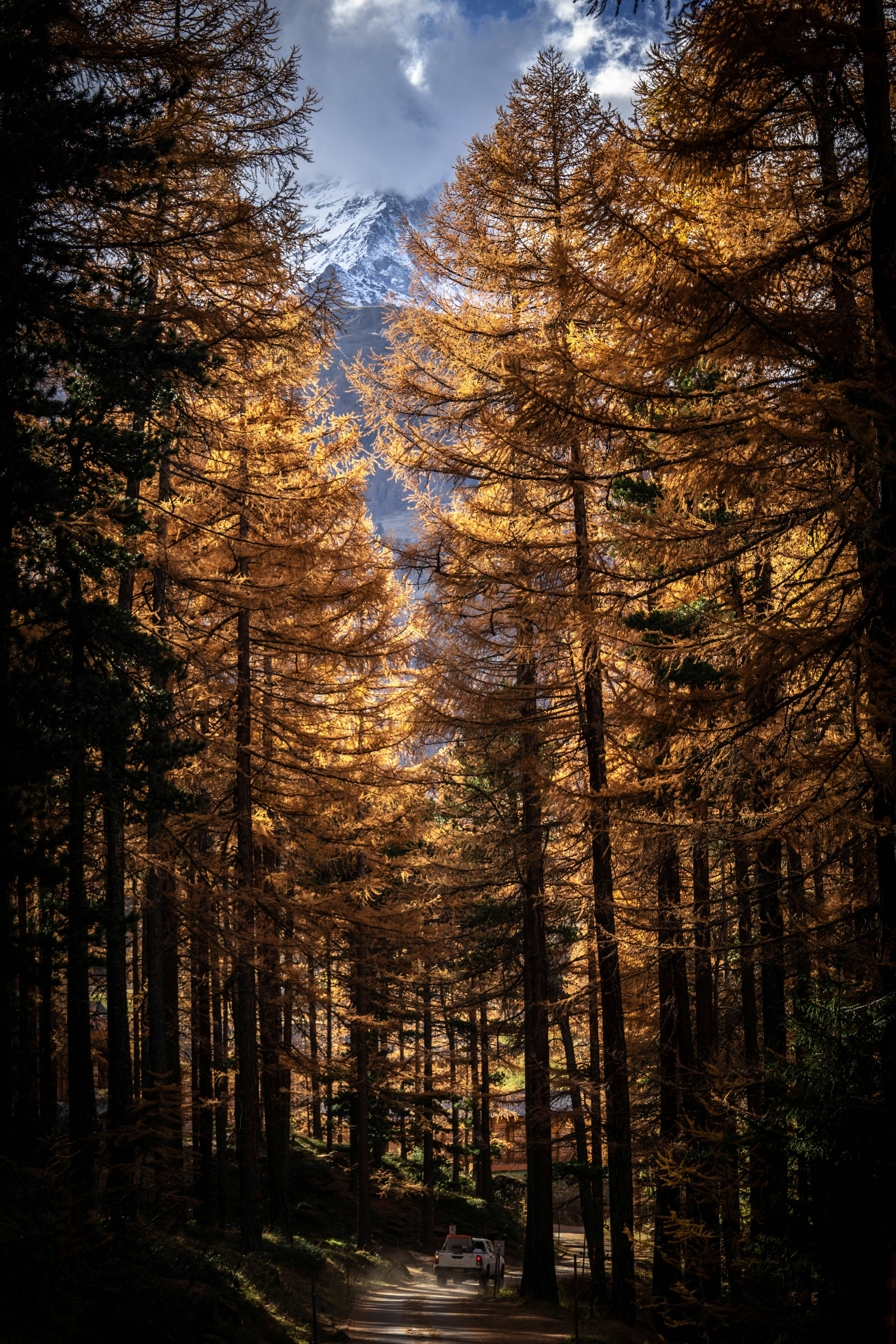 green trees under blue sky during daytime