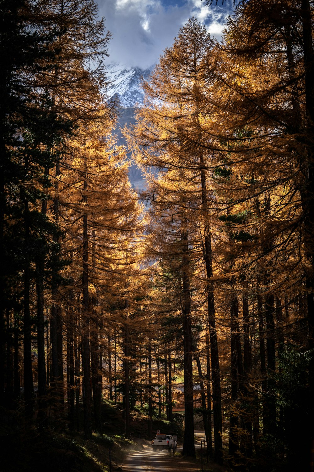 green trees under blue sky during daytime