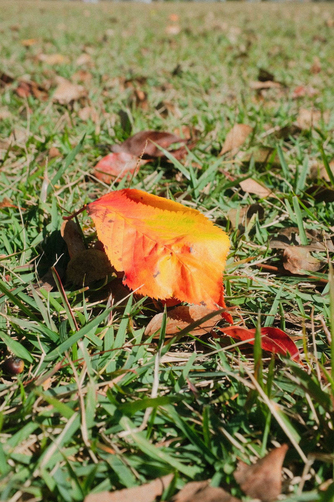 orange flower on green grass