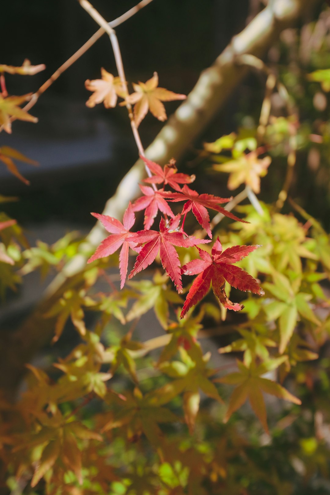 red maple leaf in close up photography