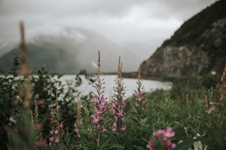 A serene landscape featuring wildflowers and mountains, symbolizing natural healing and tranquility.