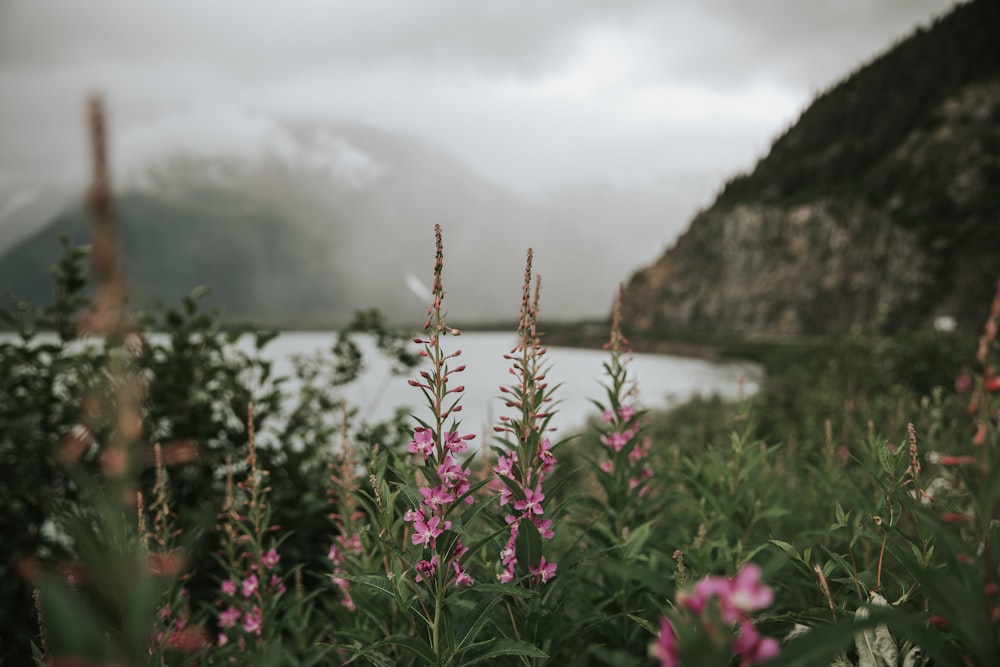 pink flowers near body of water during daytime