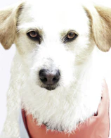 Close-up of a small dog with a bright, hand-stitched collar looking curiously at the camera