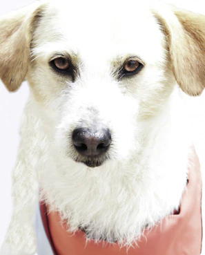 Close-up of a small dog with a bright, hand-stitched collar looking curiously at the camera