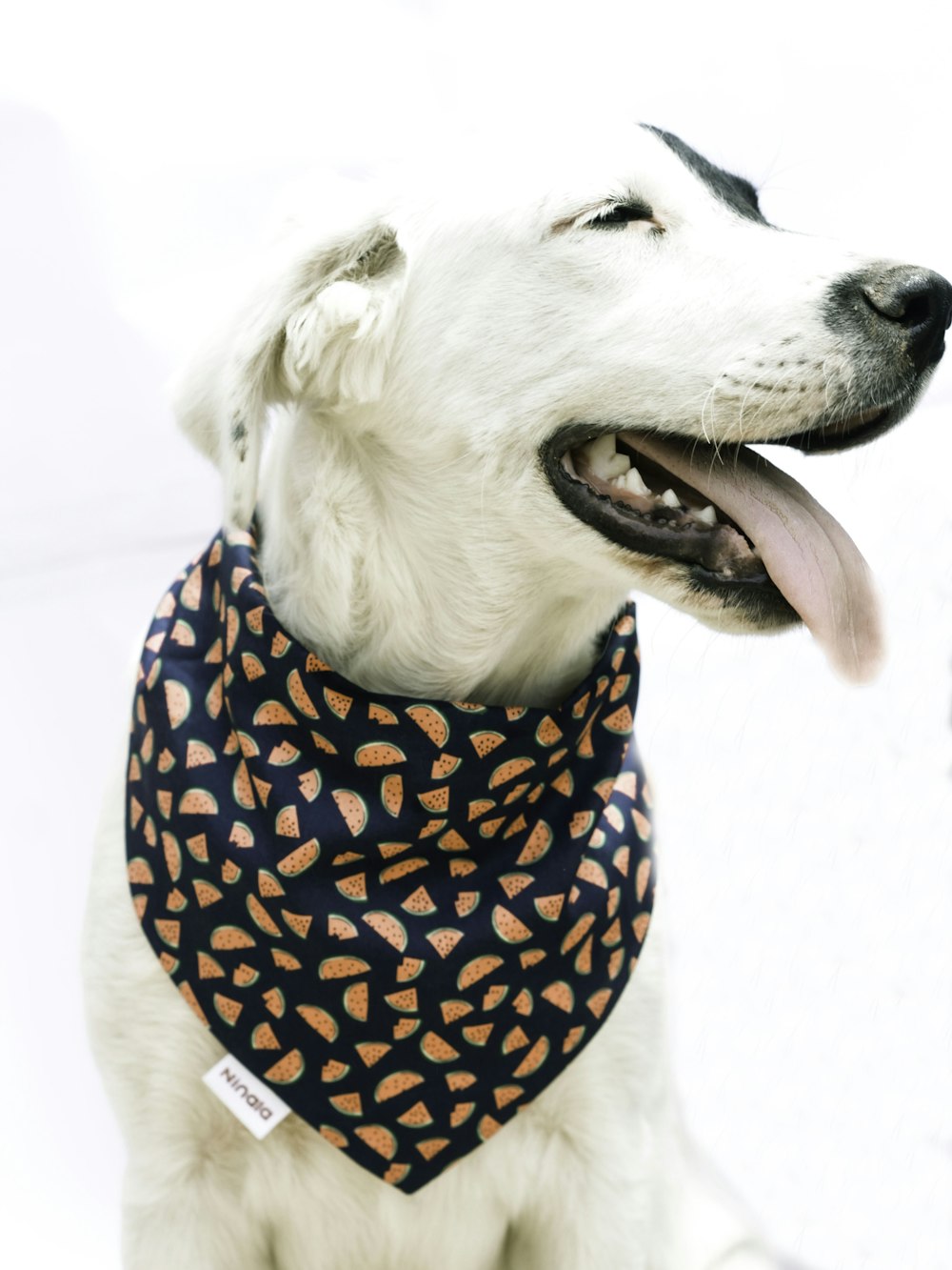 white short coated dog wearing blue and white polka dot shirt