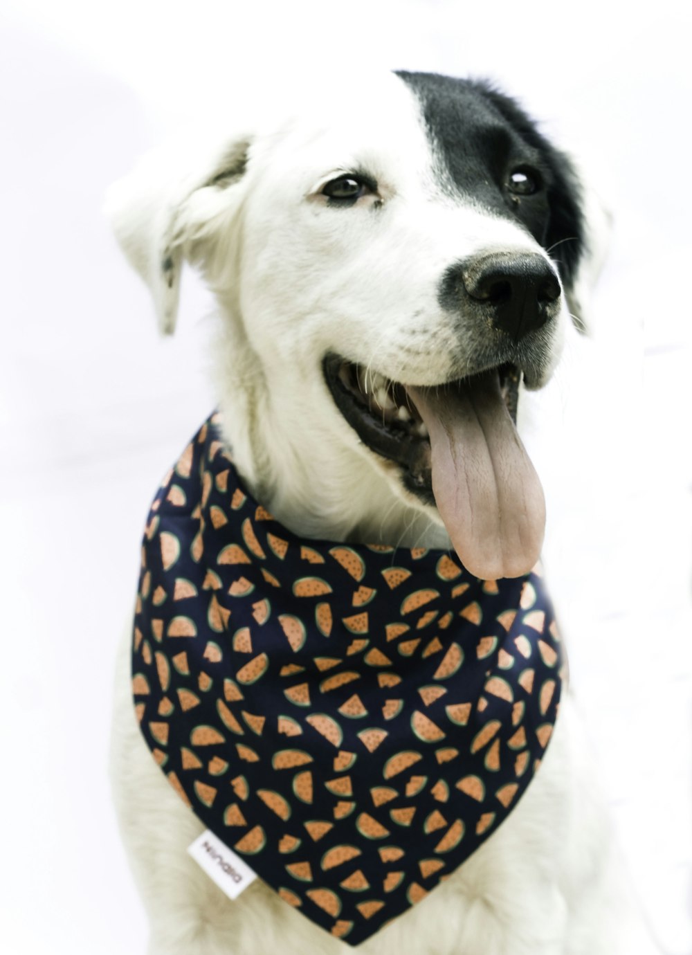 white and black short coated dog wearing brown and black leopard print shirt