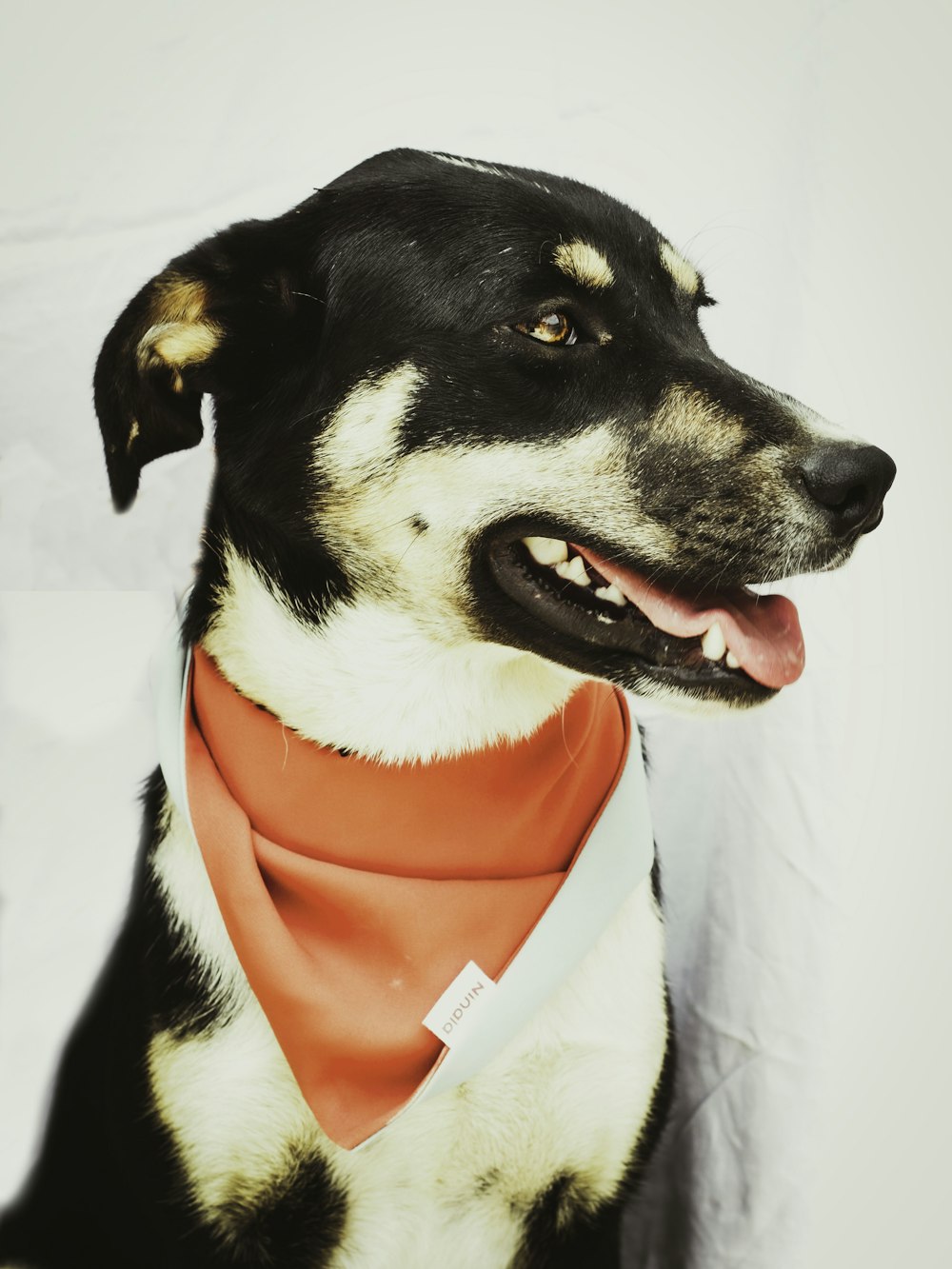 black and white short coated dog wearing red and white scarf