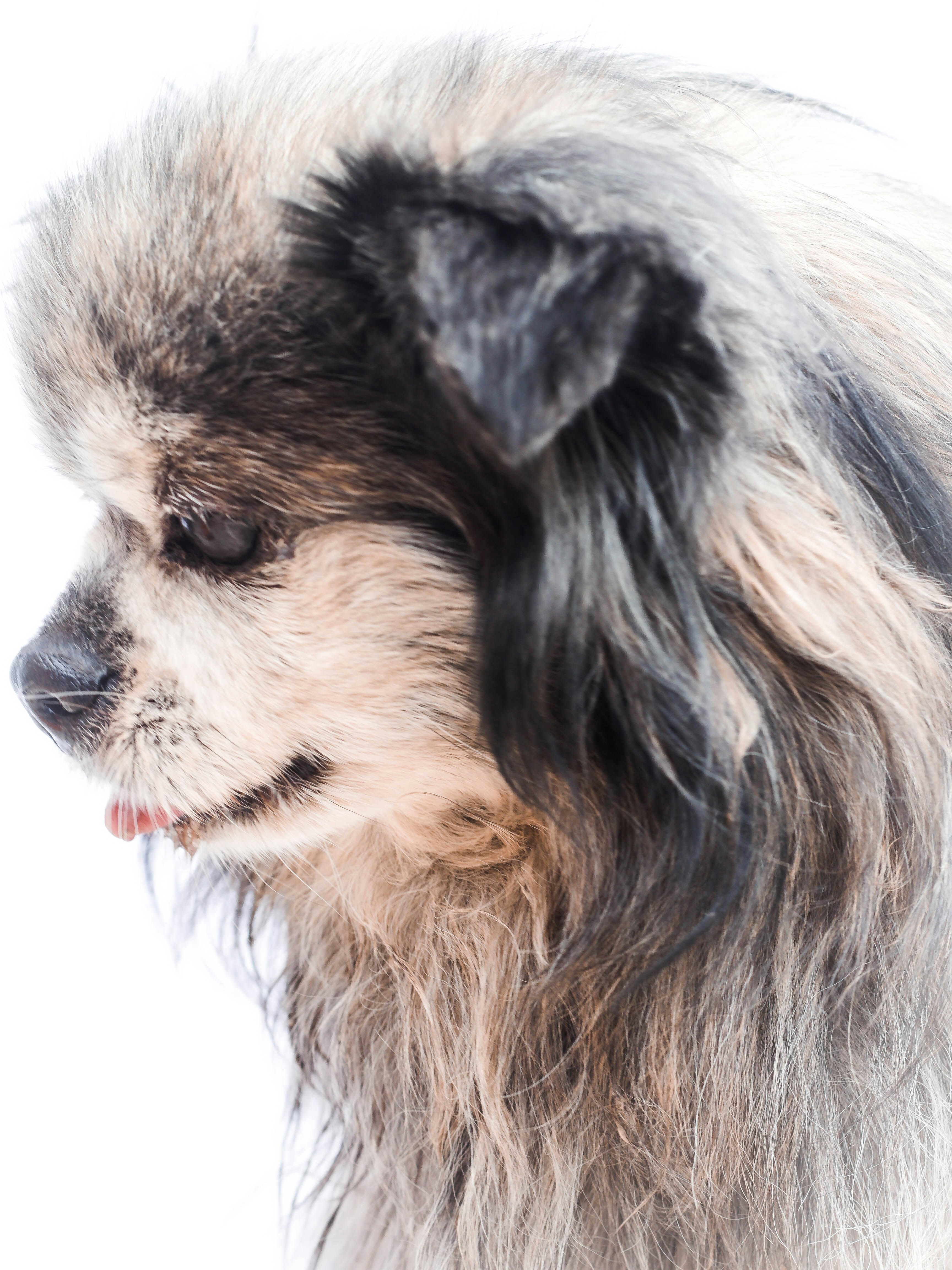 black and tan long coat small dog